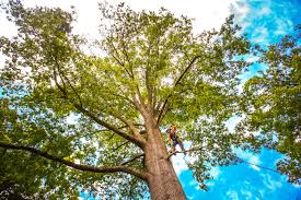 Best Hazardous Tree Removal  in Fontana, CA