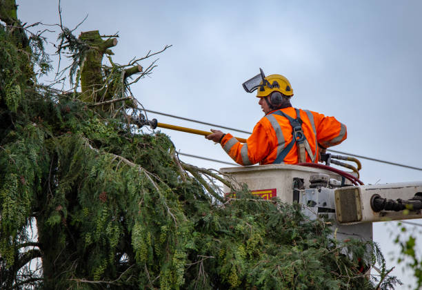 Best Tree Removal Service  in Fontana, CA