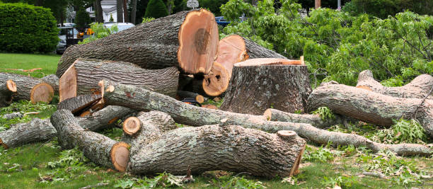 Best Commercial Tree Services  in Fontana, CA