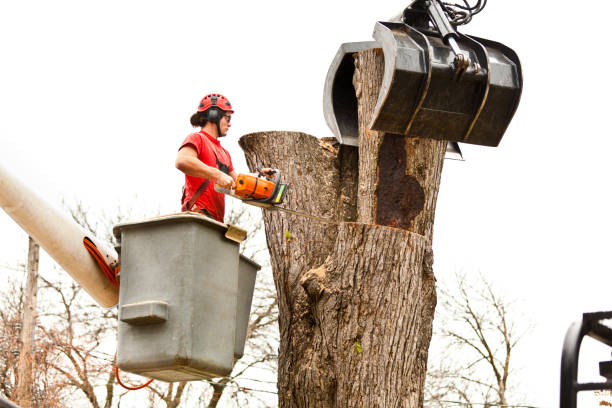 Professional Tree Services in Fontana, CA